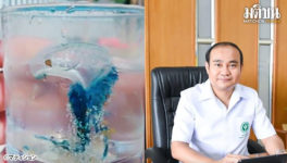 毒クラゲの季節到来 保健省　「海水浴に注意」 - ワイズデジタル【タイで生活する人のための情報サイト】