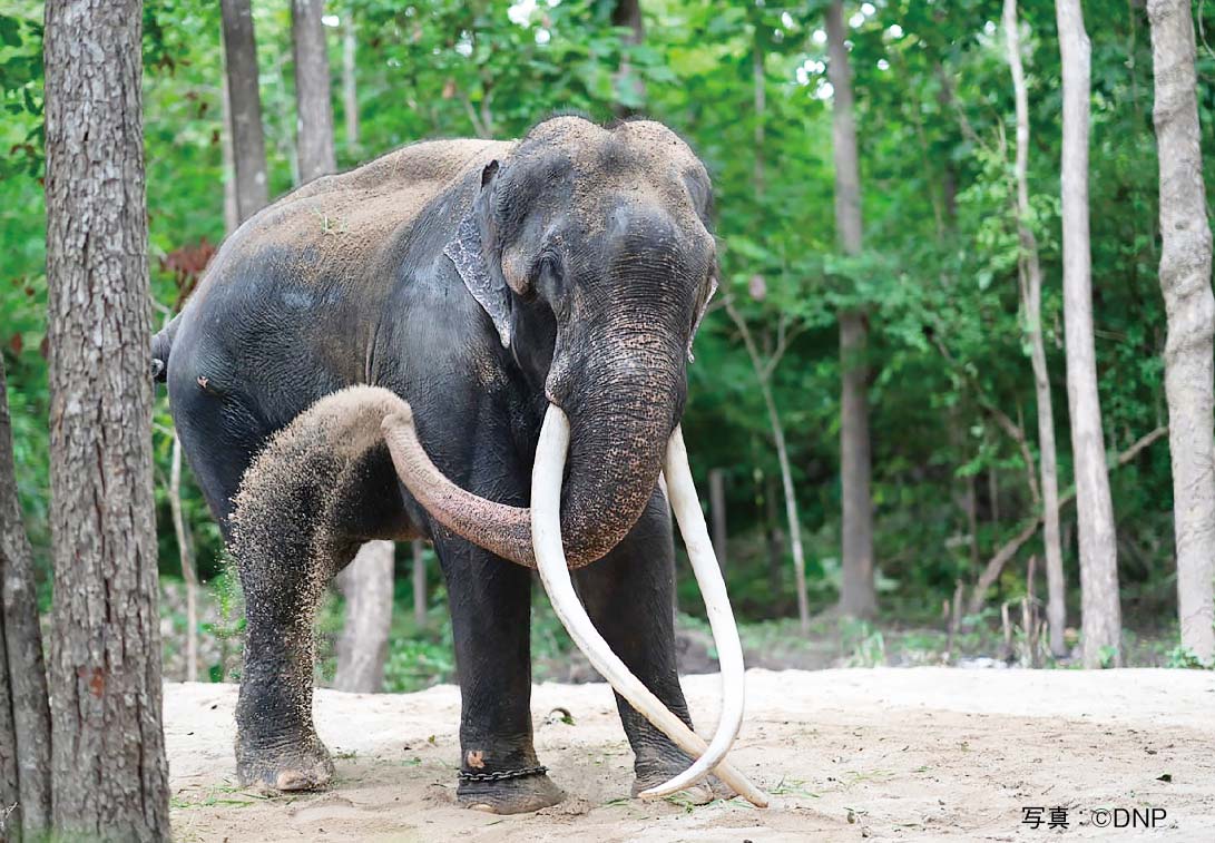 スリランカへ寄贈した象が治療のためにタイへ帰国　ー　タイがスリランカへ寄付した象「プライ・サックスリン」が7月2日、虐待疑惑による疾病治療のため21年ぶりにタイへ帰国した。飛行機輸送の訓練などで数カ月の準備期間を要したタイ史上最大の動物輸送となり、各方面から注目を集めている。象は無事に北部ラムパーン県の国立象保護センターの管理下に置かれた。