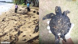 プーケットの海岸に原油漂着 ウミガメなどへの被害も - ワイズデジタル【タイで生活する人のための情報サイト】