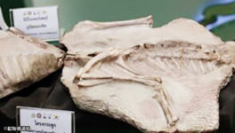 タイで発掘の化石　新種の恐竜と判明 - ワイズデジタル【タイで生活する人のための情報サイト】