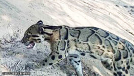 東北部の国立公園 野生保護区にウンピョウ - ワイズデジタル【タイで生活する人のための情報サイト】