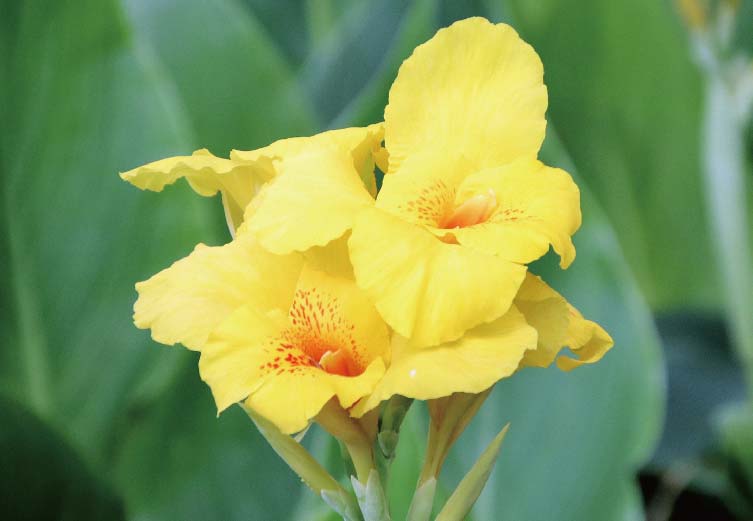 12月5日は何の祝日なの？ - ワイズデジタル【タイで生活する人のための情報サイト】