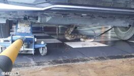 洗車中の車から大型ヘビ 国立公園に停めた際に侵入か - ワイズデジタル【タイで生活する人のための情報サイト】