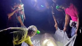 打ち上げられたジュゴンを　国立公園職員が救助 - ワイズデジタル【タイで生活する人のための情報サイト】