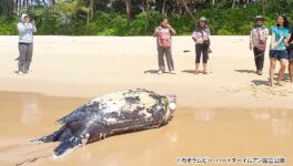 絶滅危惧種　オサガメの死骸を発見 - ワイズデジタル【タイで生活する人のための情報サイト】