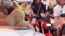 ライオンをオープンカーに乗せてドライブ　パタヤで大きな話題に - ワイズデジタル【タイで生活する人のための情報サイト】