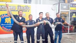 ゴルフ場に巨大な毒蛇　全長4m以上のキングコブラ - ワイズデジタル【タイで生活する人のための情報サイト】
