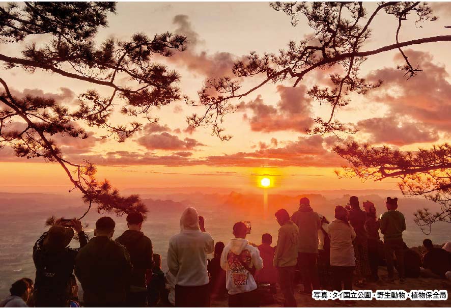 タイの元日 初日の出の名所が賑わう　ー　初日の出の名所で知られる東北部ルーイ県プークラドゥン国立公園内の「ノックエン崖」では、2024年の元日に朝日と雲海が織りなす神秘的な光景を拝むために全国からたくさんの観光客が集まった。