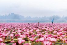湖一面を覆うピンク色の花 - ワイズデジタル【タイで生活する人のための情報サイト】