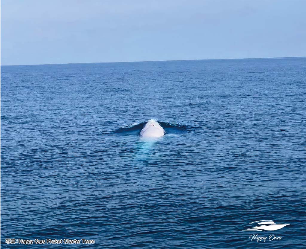 ツノシマクジラの白い個体 プーケット沖で確認 ー 南部プーケット県コーラル島南の海域で、絶滅危惧種のツノシマクジラのアルビノ(白子症)個体が確認された。タイでは初めてで、同種のアルビノ個体は世界でも初の発見例だとして注目を集めている。