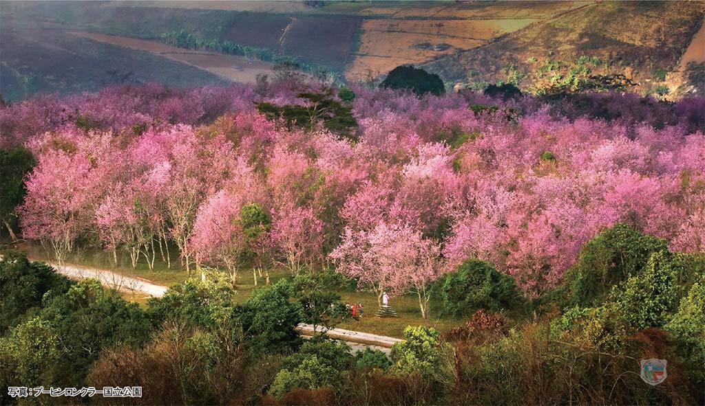 プーヒンロンクラー国立公園で桜が満開 2月上旬まで見頃　ー　ピッサヌローク県プーヒンロンクラー国立公園内のプーロムローで桜が満開となっている。鮮やかなピンク色のヒマラヤザクラが咲き誇る景観が全長2kmにもおよび、見頃の時期は2月上旬まで続く。