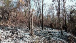 東北部の国立公園で山火事　96万㎡に被害 - ワイズデジタル【タイで生活する人のための情報サイト】
