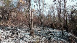 東北部の国立公園で山火事　96万㎡に被害 - ワイズデジタル【タイで生活する人のための情報サイト】