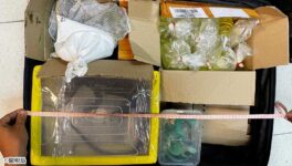 野生動物を密輸未遂　イグアナなど合計46匹 - ワイズデジタル【タイで生活する人のための情報サイト】