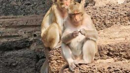 遺跡の町ロッブリーで　増えすぎたサルを捕獲移送 - ワイズデジタル【タイで生活する人のための情報サイト】