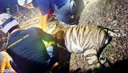 居住地エリアに野生のトラ　国立公園局などが捕獲 - ワイズデジタル【タイで生活する人のための情報サイト】