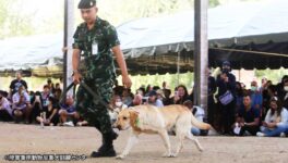 試験に落ちた軍用犬　オークションで大人気に - ワイズデジタル【タイで生活する人のための情報サイト】
