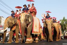 スリンでバレンタインデー名物　「象に乗って結婚式」 - ワイズデジタル【タイで生活する人のための情報サイト】