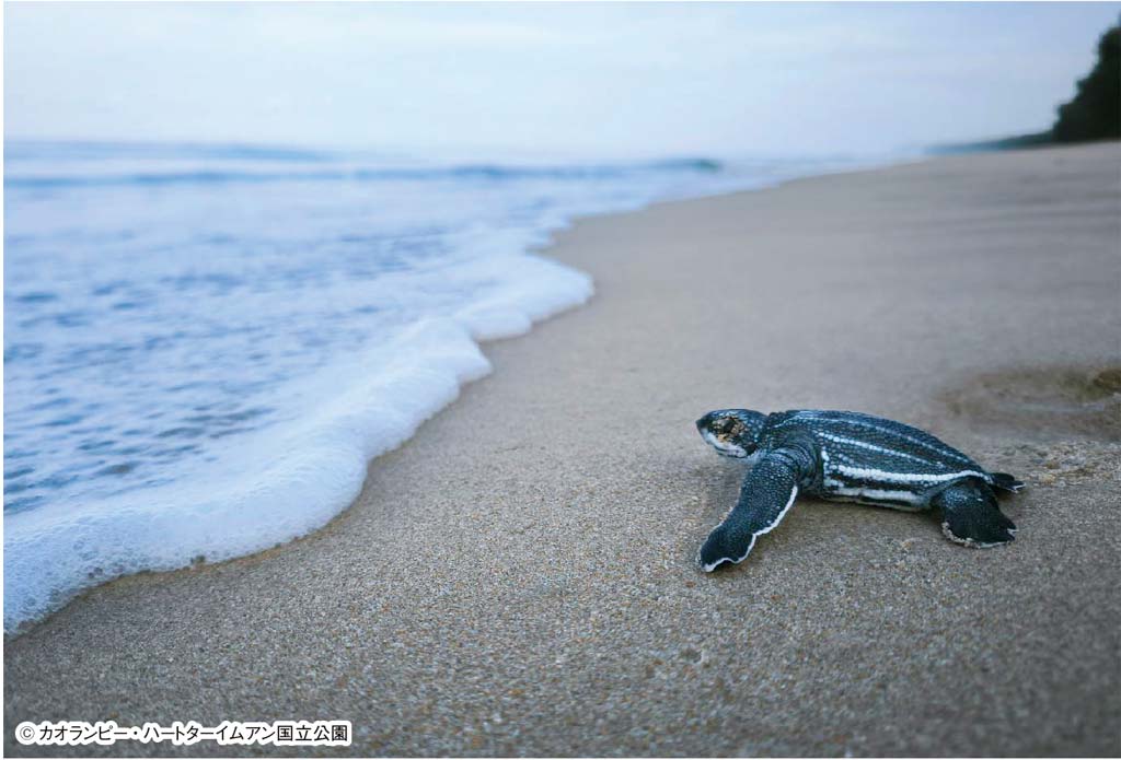 パンガー県国立公園でオサガメの卵が孵化 ー 南部パンガー県カオランピー・ハートターイムアン国立公園で2月20日の早朝に、絶滅危惧種であるオサガメの卵が孵化し始めた。同公園が管理する産卵穴で、73個の卵から65匹が無事に孵化している。