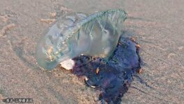 毒クラゲ「カツオノエボシ」　ソンクラーの海岸で大量発生 - ワイズデジタル【タイで生活する人のための情報サイト】