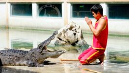 サムットプラーカーンのワニ園　4月から再開へ - ワイズデジタル【タイで生活する人のための情報サイト】