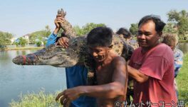 飼育池からワニが脱走　100kg以上の個体複数匹 - ワイズデジタル【タイで生活する人のための情報サイト】
