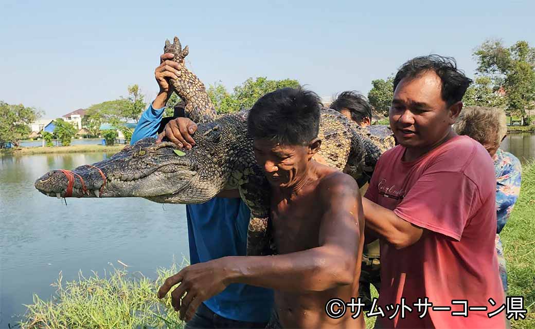 飼育池からワニが脱走 100kg以上の個体複数匹