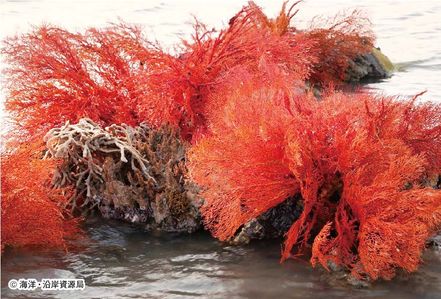 トラン県スコーン島 海水位低下でサンゴ出現 ー 同島の岩場で海面水位が低下したことから、八放サンゴ(Sea Fan)が水面上に姿を見せて話題となっている。海洋・沿岸資源局によると、昨年10月頃から潮の干満差が大きな日は特によく見えるという。