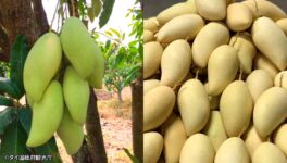 マンゴーの出荷が最盛期へ　今シーズンは高値傾向 - ワイズデジタル【タイで生活する人のための情報サイト】