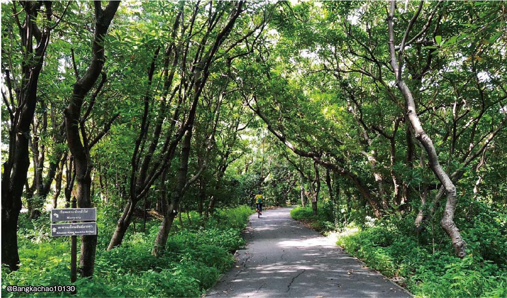 “バンコクの肺”とよばれる「バンカチャオ」って？ - ワイズデジタル【タイで生活する人のための情報サイト】