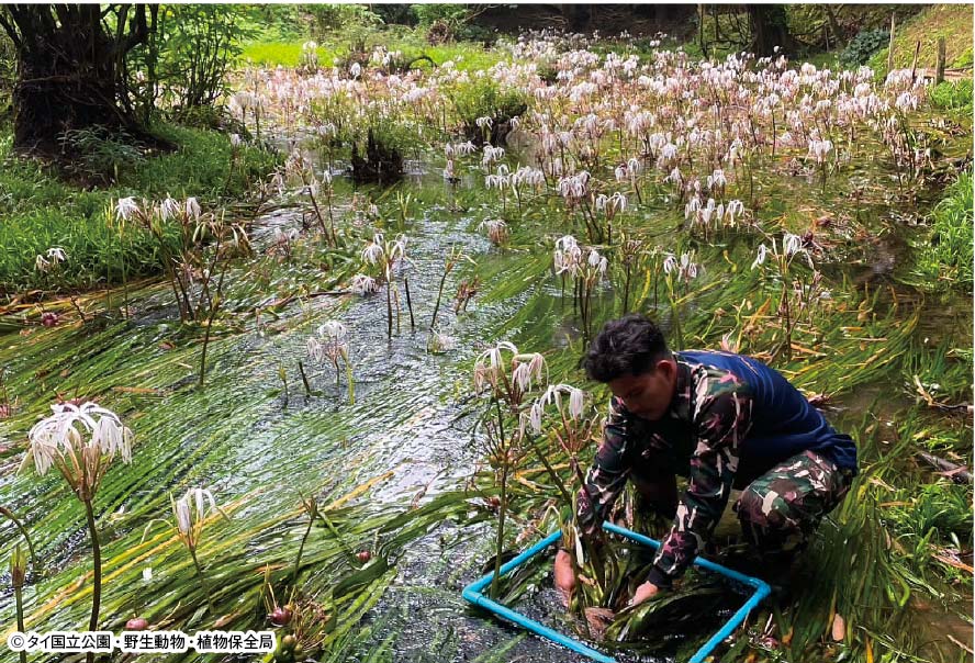 タイ固有種「プラップルン・ターン」調査で増加傾向を確認　ー　南部ラノーン県・パンガー県に生息するタイ固有種である、絶滅危惧種の水棲ヒガンバナ科植物「プラップルン・ターン」の群生調査の結果が3月27日に発表された。2018年の前回調査時よりも約18万以上も増加していることが確認されている。