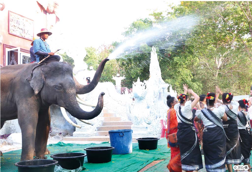 スリン県で「ソンクラン象祭り」 象と水かけができるイベント　ー　象使いで有名なスリン県が、ソンクラン無形文化遺産登録を記念して「ソンクラン象祭り」を今年初めて開催することになった。街中で象たちと水かけができる観光イベントとなり、国内外の観光客から注目を集めている。