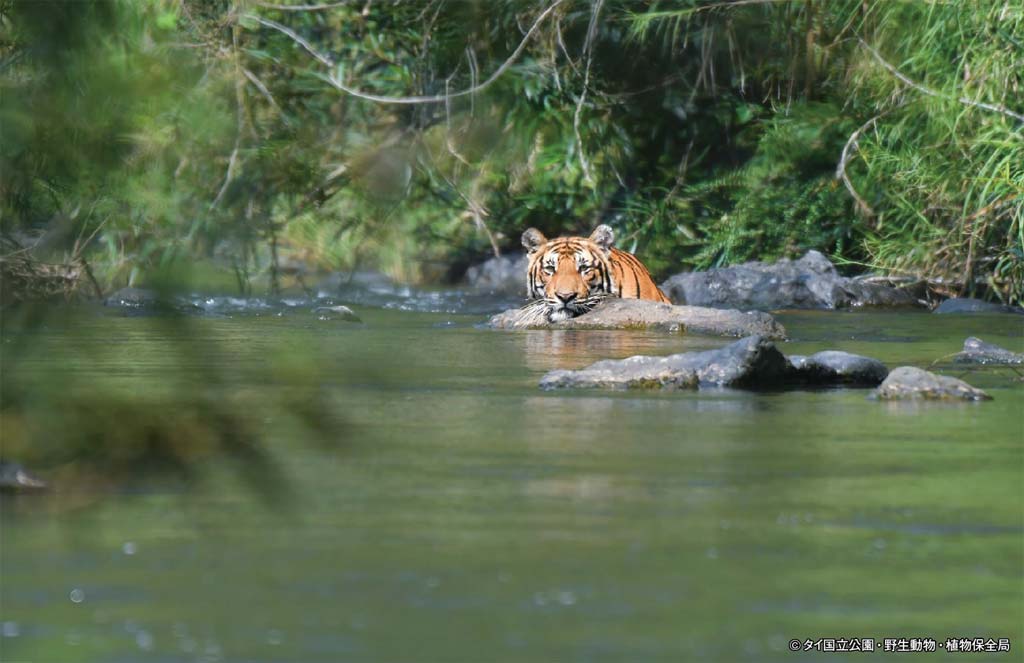 ケーンクラチャン国立公園で新個体の雄トラを確認 ー 4月21日にケーンクラチャン国立公園内のペッブリー川上流で、新しい個体の雄トラが確認され 「KKT-006M」という識別番号がつけられた。これにより同国立公園には6体のトラが生息していることがわかっている。