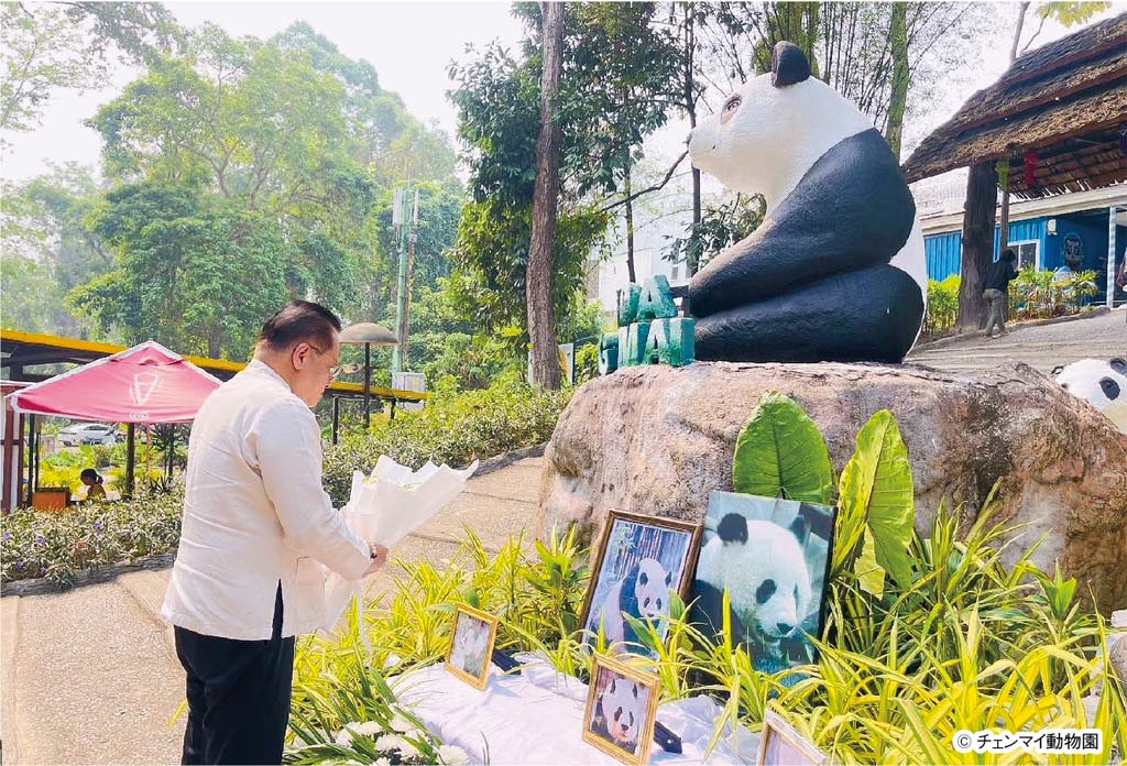 「リンフイ」が一周忌チェンマイ動物園で法要 ー チェンマイ動物園で飼育されていた雌のパンダ「リンフイ」が4月19日に一周忌を迎え、法要の記念式が行われた。「リンフイ」は2003年10月に保護プログラムの一環で、親善大使として中国からチェンマイ動物園へ寄贈されたパンダ。