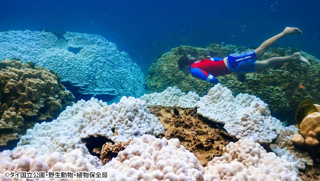 サンゴ礁の白化現象が深刻化　専門家「壊滅的」 - ワイズデジタル【タイで生活する人のための情報サイト】