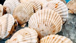 日本産ホタテのタイ向け輸出量　昨年比で14倍増加 - ワイズデジタル【タイで生活する人のための情報サイト】