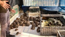 野生動物密輸拠点を摘発　陸亀や山猫など176匹保護 - ワイズデジタル【タイで生活する人のための情報サイト】