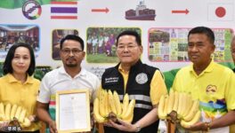 ペッブリー県のバナナGI認定　商務省が日本への輸出を促進 - ワイズデジタル【タイで生活する人のための情報サイト】