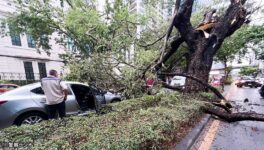 突然の雨で各地に被害　ウィッタユ通りでは樹木倒壊 - ワイズデジタル【タイで生活する人のための情報サイト】