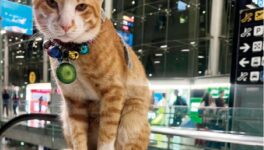 スワンナプーム国際空港に突如現れた猫　人懐っこさと自由奔放な姿が人気に！だがその首には… - ワイズデジタル【タイで生活する人のための情報サイト】