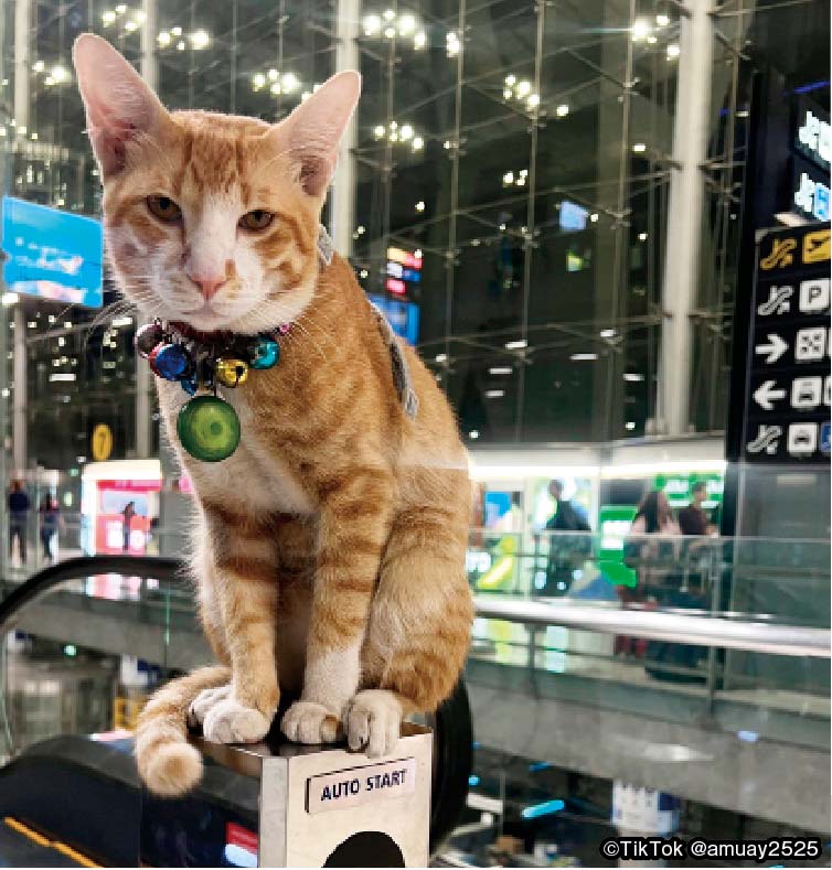 スワンナプーム国際空港に突如現れた猫　人懐っこさと自由奔放な姿が人気に！だがその首には… - ワイズデジタル【タイで生活する人のための情報サイト】