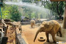 チェンマイで最高気温40℃超え　動物園では猛暑対策 - ワイズデジタル【タイで生活する人のための情報サイト】