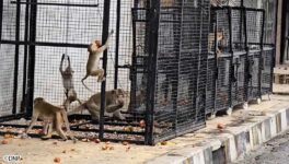 ロッブリーの猿問題 猿の捕獲施設が完成 - ワイズデジタル【タイで生活する人のための情報サイト】