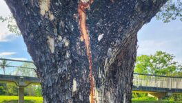 ベンチャキティ公園の木に落雷 「木陰での雨宿りは控えて」 - ワイズデジタル【タイで生活する人のための情報サイト】