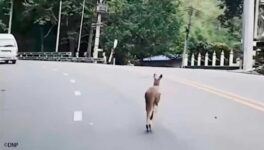 動物園からカンガルーが脱走 小川で死体を発見 - ワイズデジタル【タイで生活する人のための情報サイト】