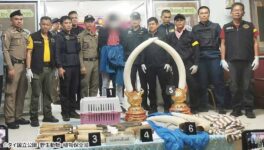 象牙など数百万Bを押収　タイ人夫婦を逮捕 - ワイズデジタル【タイで生活する人のための情報サイト】