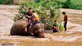 川に転覆した観光客を　象と象使いが救助 - ワイズデジタル【タイで生活する人のための情報サイト】