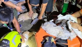 ドンムアンの住宅で火災　飼い猫21匹が焼死 - ワイズデジタル【タイで生活する人のための情報サイト】