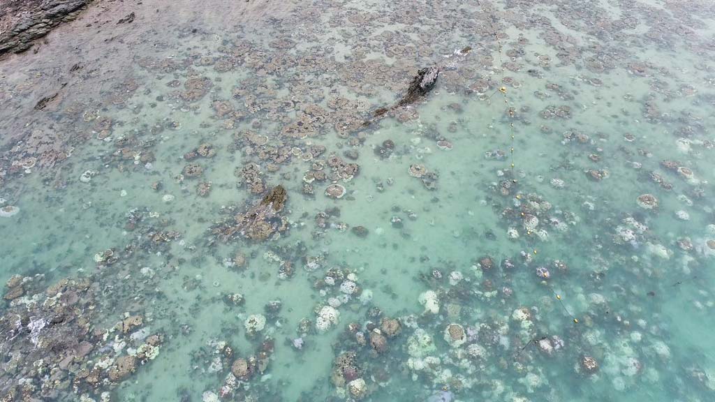 サンゴ礁の白化現象 暑季が終わり被害調査へ ー 世界各地で海水温度の異常上昇によってサンゴ礁の白化現象が進み、タイの海域でもサンゴ礁が多大な被害を受けた。暑季が終わったことで海洋・沿岸資源局がチョンブリー県沖合で被害調査を進めたところ、浅瀬サンゴ礁の30%が回復中だという。