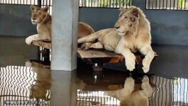 チェンマイでライオン救出　洪水被害でナイトサファリへ避難 - ワイズデジタル【タイで生活する人のための情報サイト】